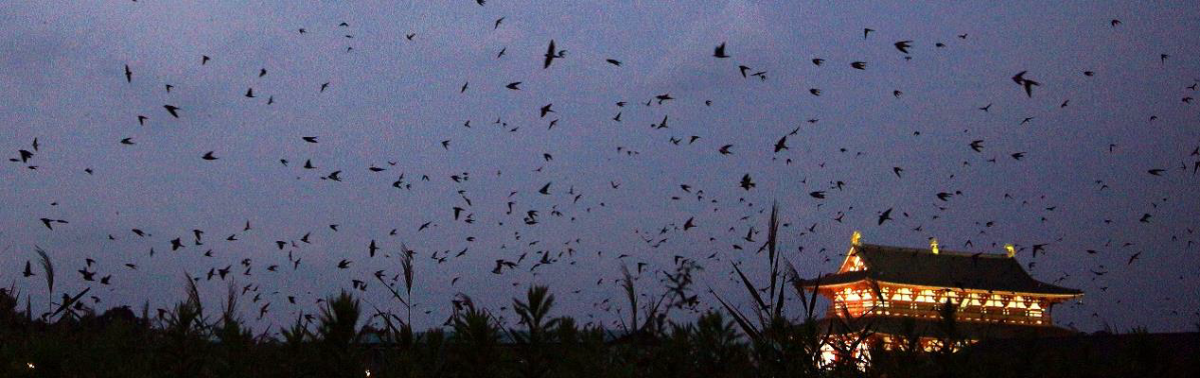 奈良ツバメねぐら研究部 が注目を集める理由 日本最大級 6万羽のツバメのねぐら入りルートを探る 市民参加型 の壮大な挑戦 奈良経済新聞